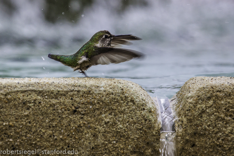 stanford fountain with hummingbird